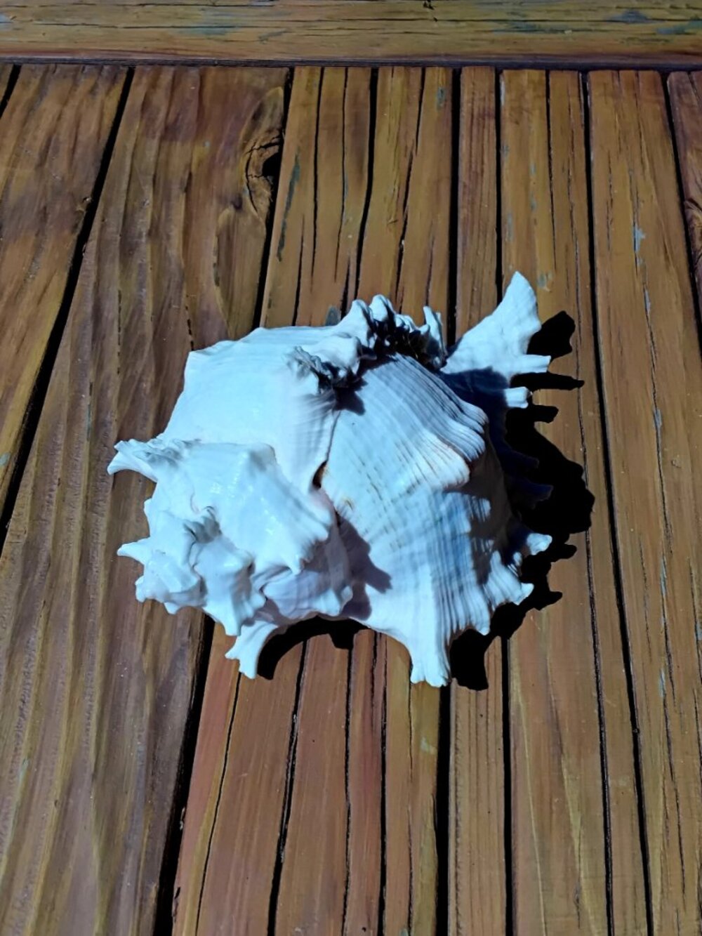 8.5" Ramose Murex Sea Shell Coastal Decor. Chicoreus Ramosus - Picture 4 of 6